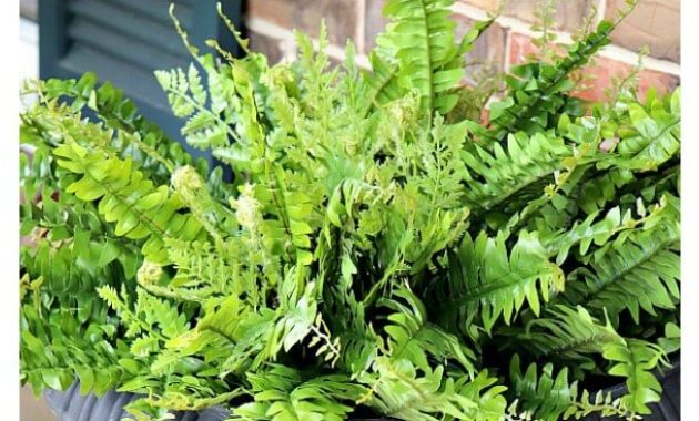 Artificial Ferns For Your Front Porch Noting Grace for size 611 X 1400