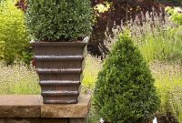 Green Mountain Boxwood Best For Winter Front Of House X Outdoor with sizing 736 X 1104