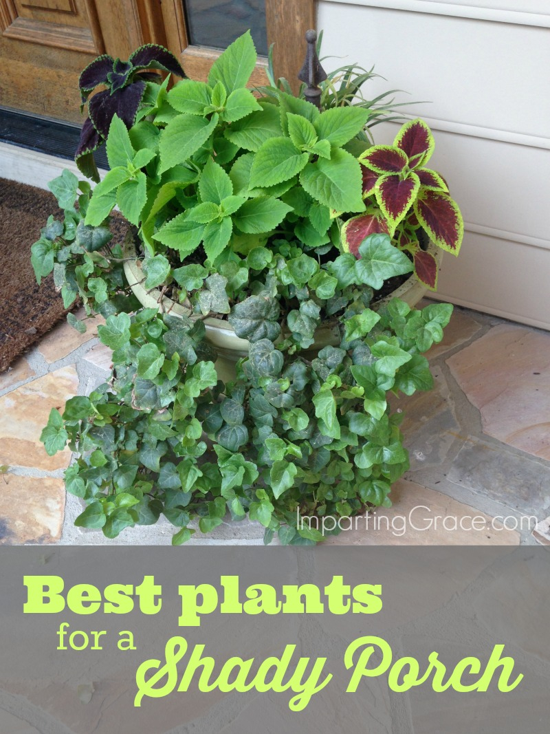 Imparting Grace Best Plants For A Shady Porch with regard to measurements 800 X 1067