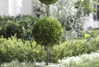 Live Topiary Trees For Front Porch in measurements 1248 X 1667