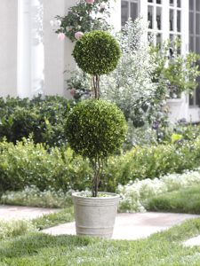 Live Topiary Trees For Front Porch in measurements 1248 X 1667