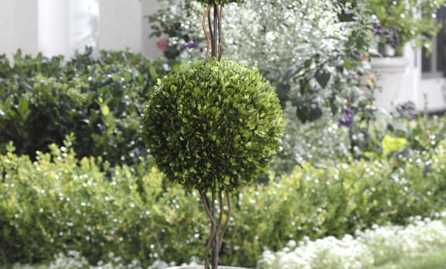 Live Topiary Trees For Front Porch in measurements 1248 X 1667