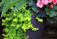 Potted Plants For Shade Front Porch throughout proportions 1900 X 2531