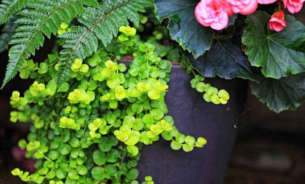 Potted Plants For Shade Front Porch throughout proportions 1900 X 2531