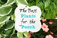 The Best Plants For The Porch Simply Swider inside sizing 2000 X 2000