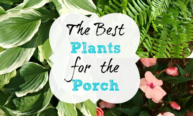 The Best Plants For The Porch Simply Swider inside sizing 2000 X 2000