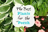 The Best Plants For The Porch Simply Swider intended for measurements 2000 X 2000