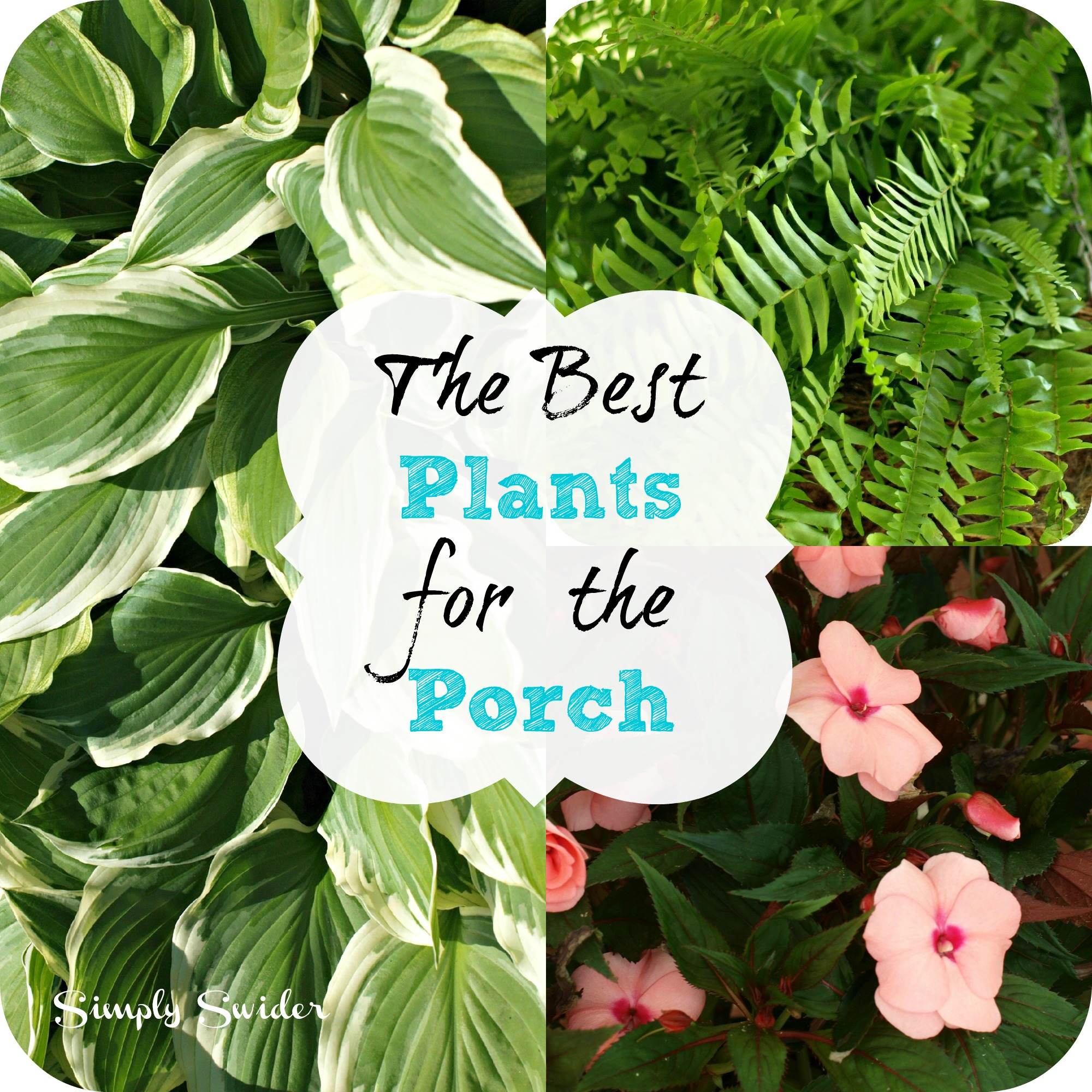 The Best Plants For The Porch Simply Swider intended for sizing 2000 X 2000