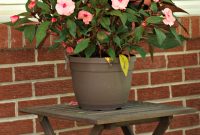 The Best Plants For The Porch Simply Swider throughout sizing 1704 X 1957